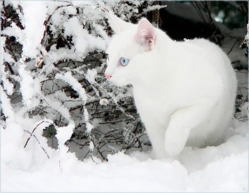 Cat In Snow Storm. Snowstorm(Ice)