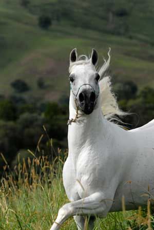 arabian-horse6.jpg