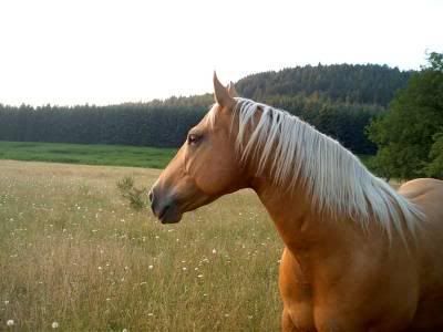 Duncan is a AARRFF.ORG Rescue Horse