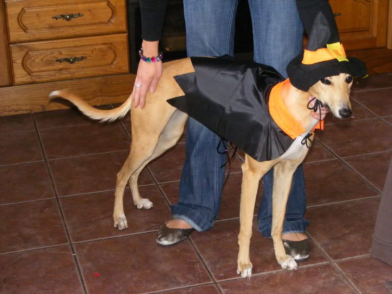 DogsHalloween011.jpg