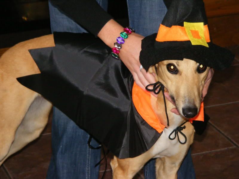 DogsHalloween012.jpg