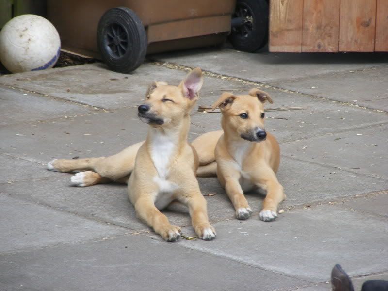 pups111.jpg