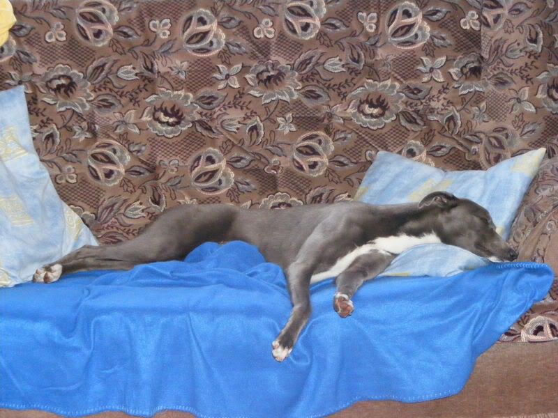 whippetshow029.jpg