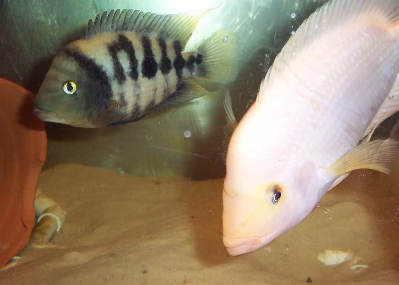 Red Eye Cichlid