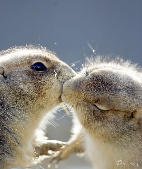 prairie dog kissing