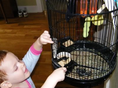 Mister feeding the birds