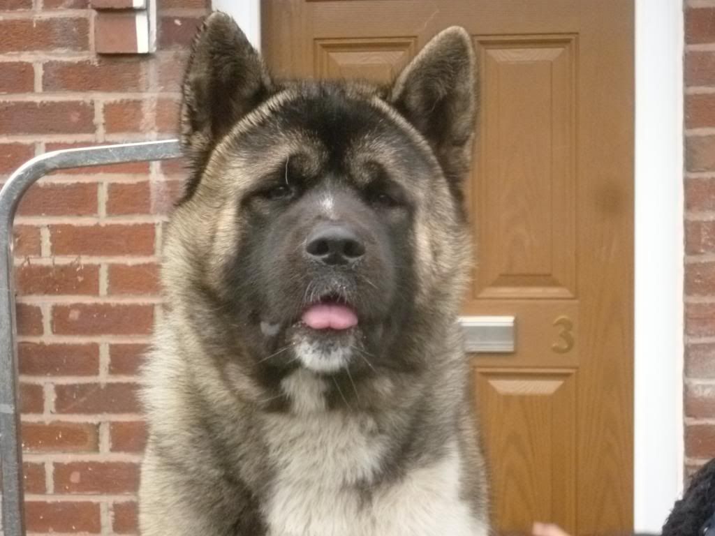 Updated pics of Chase (Akita) | Reptile Forums