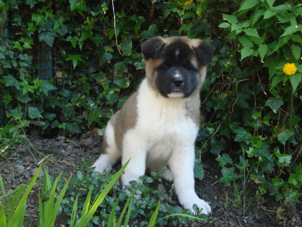 8 week old Akita puppy | Reptile Forums