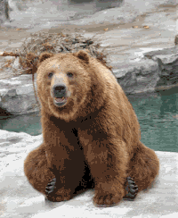 dancing bear