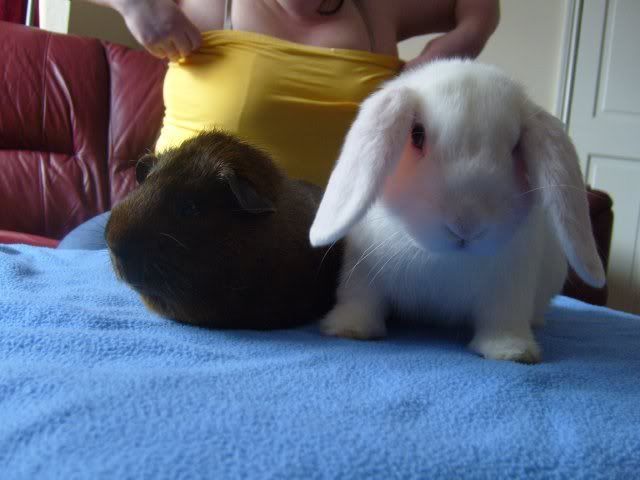 piperandpigs010.jpg