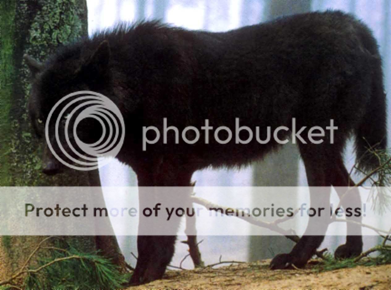 a black wolf