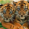 Tiger Cubs Pictures, Images and Photos