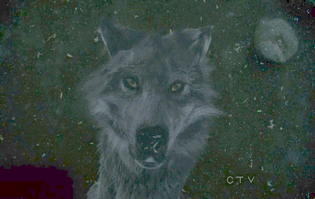 th_OUAT1RubyWolf.gif?t=1352733219
