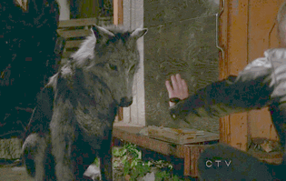 th_OUATRUBYWOLFDAVID.gif?t=1352733562