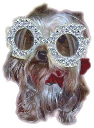 Hollywood Yorkie Pictures, Images and Photos