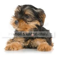 yorkies Pictures, Images and Photos