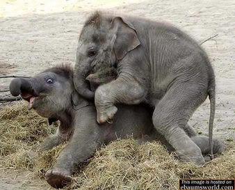 https://i47.photobucket.com/albums/f176/aussietg/surprisedelephant.jpg