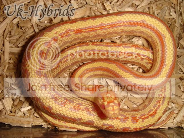 Hybrids Reptile Forums