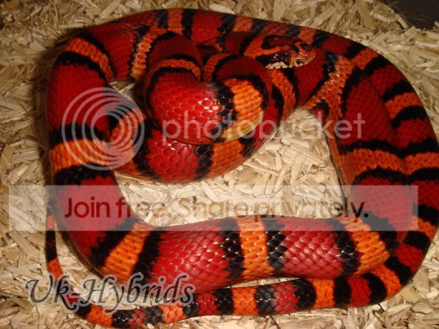 Hybrids Reptile Forums