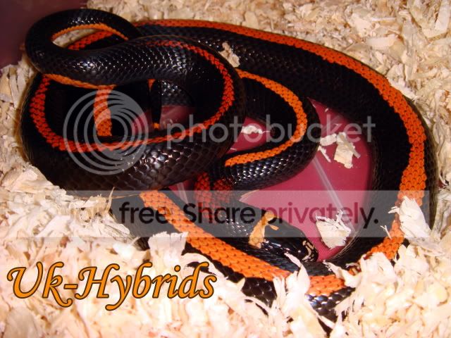 Hybrids Reptile Forums