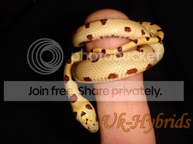 Hybrids Reptile Forums