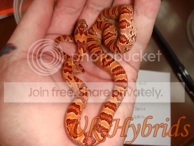 Hybrids Reptile Forums