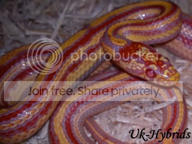 Hybrids Reptile Forums