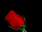 rosebl1.gif Rose rosse per te image by marisaserafini
